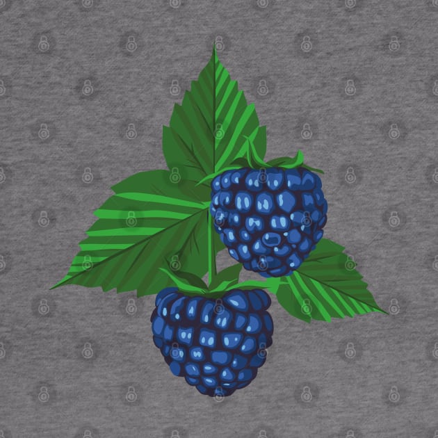 Blackberry illustration by lents
